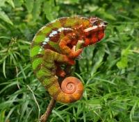 Color Changing Chameleons